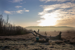 Frosty Fog & Cat