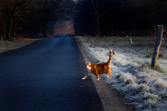 Frosty Fog & Cat