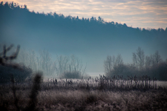 Frosty Fog & Cat